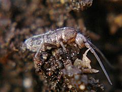 Springtail